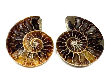 Ammonite Pair 4.1cm