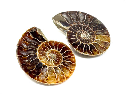 Ammonite Pair 4.1cm