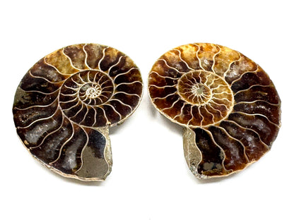 Ammonite Pair 4.1cm
