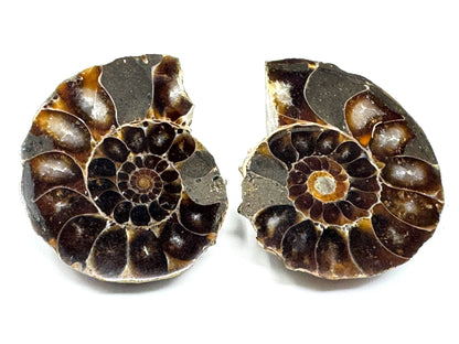 Ammonite Pair 3.7cm