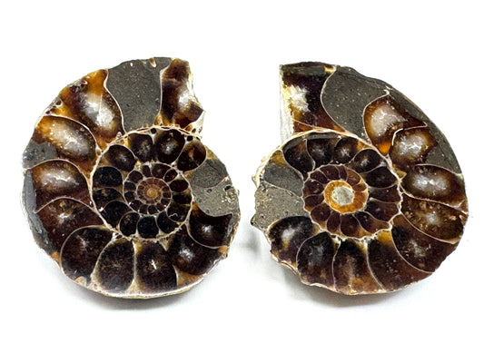 Ammonite Pair 3.7cm
