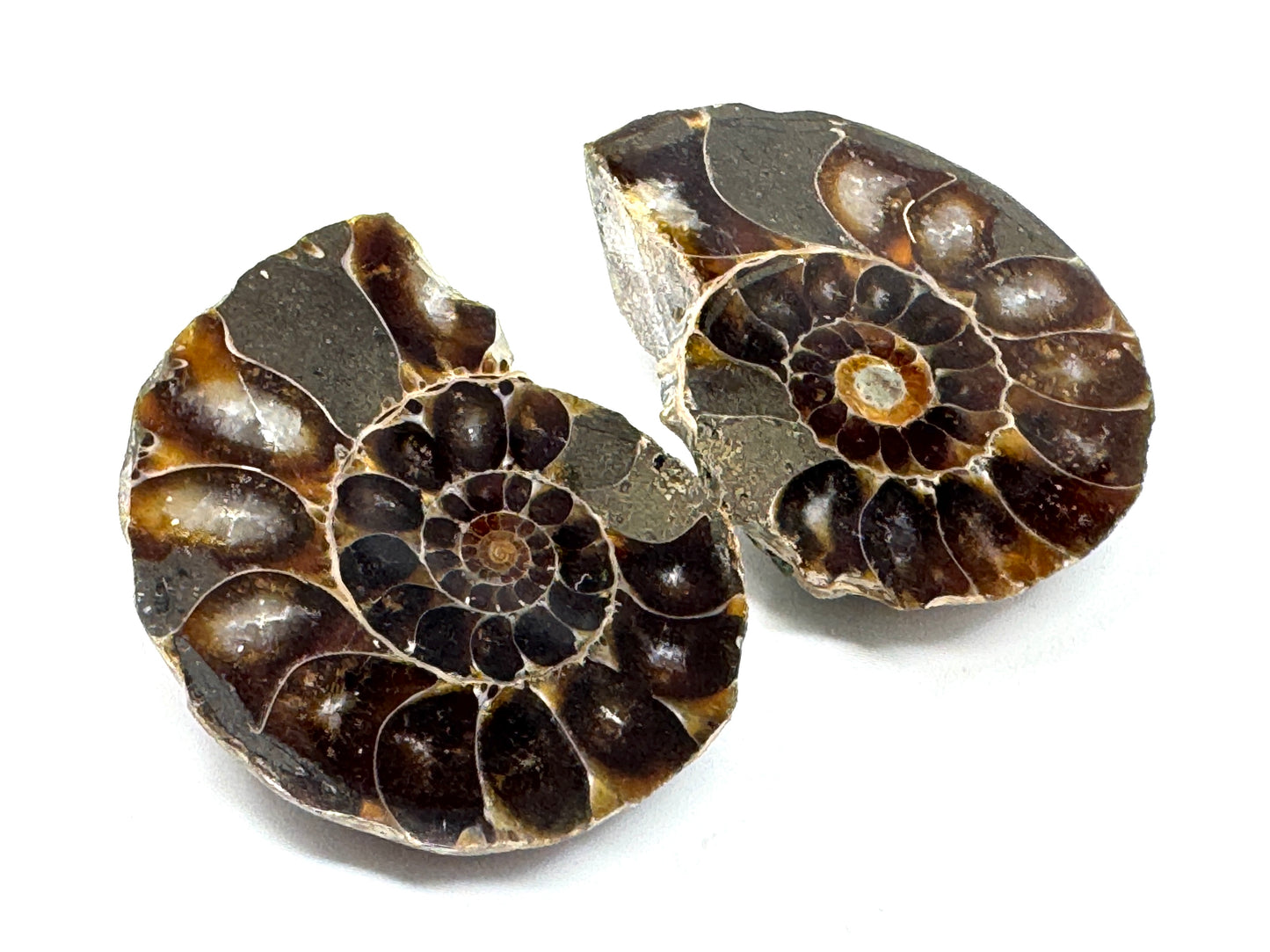 Ammonite Pair 3.7cm