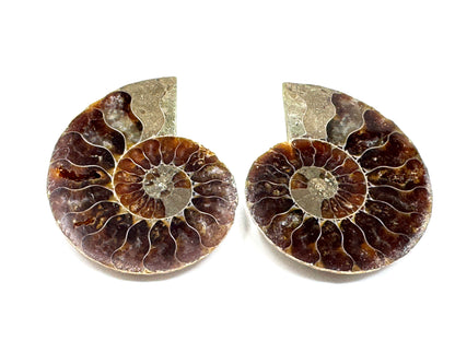 Ammonite Pair 4cm