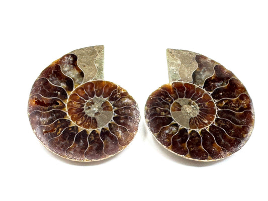 Ammonite Pair 4cm