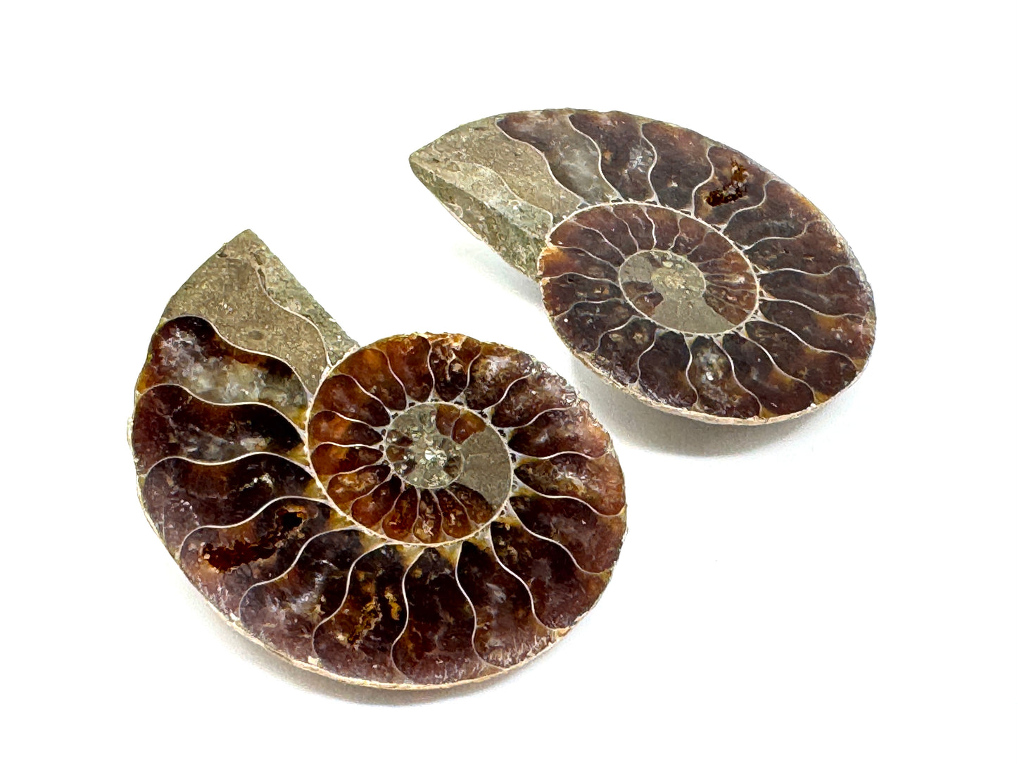 Ammonite Pair 4cm