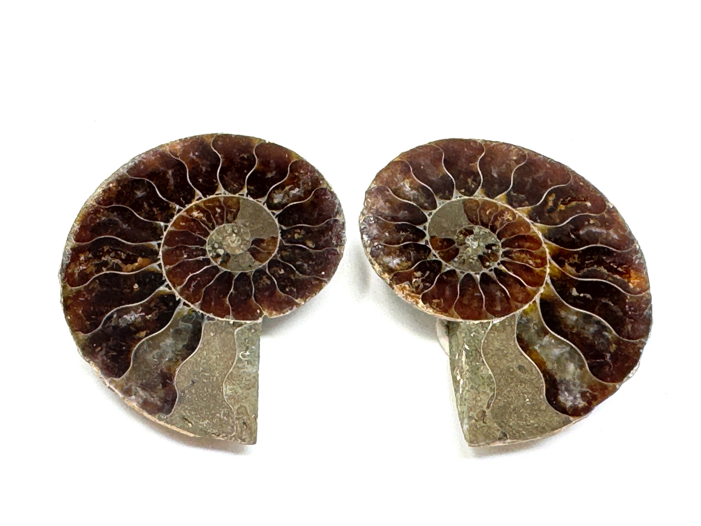 Ammonite Pair 4cm