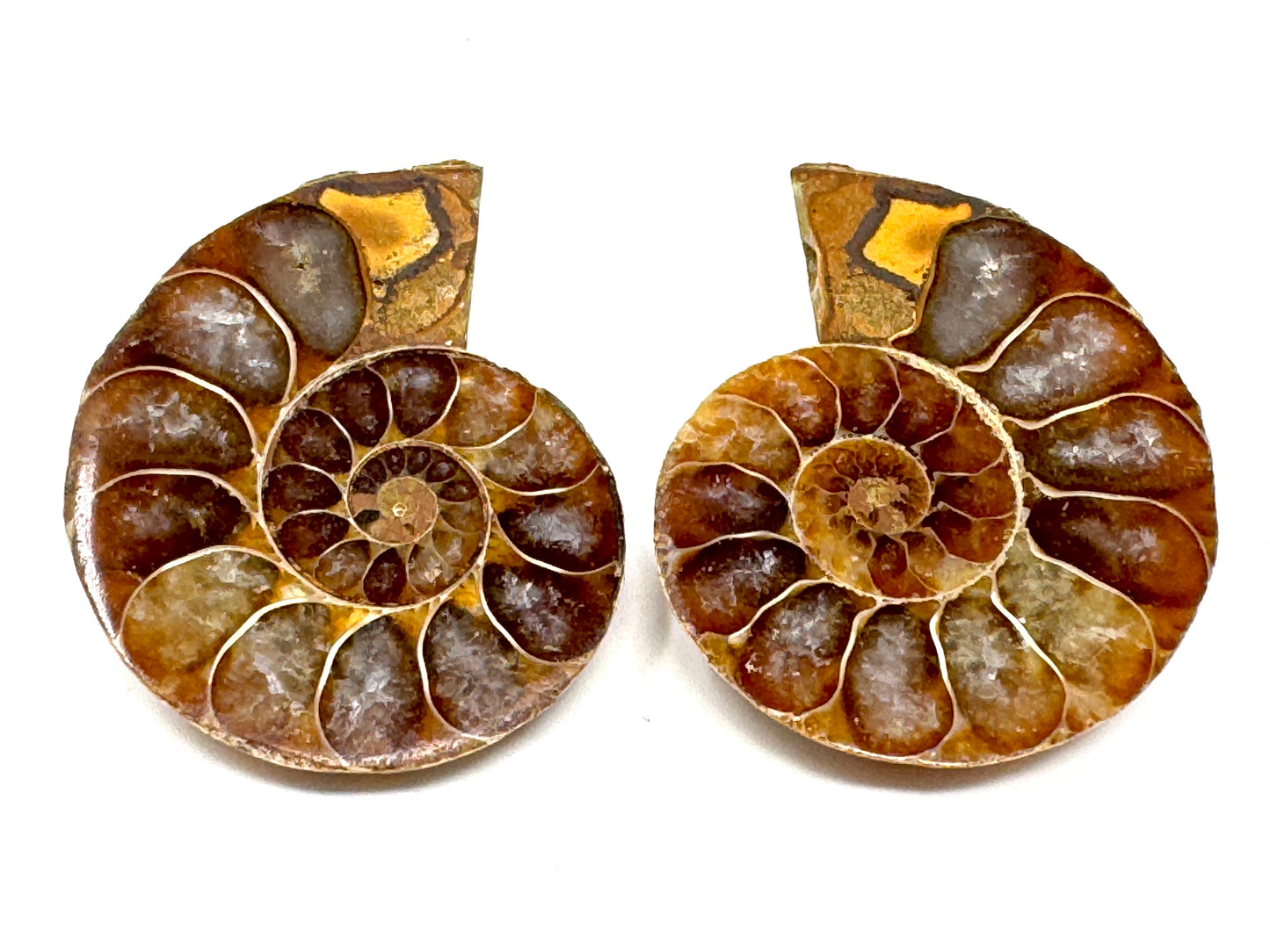 Ammonite Pair 3.5cm
