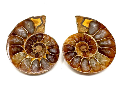 Ammonite Pair 3.5cm