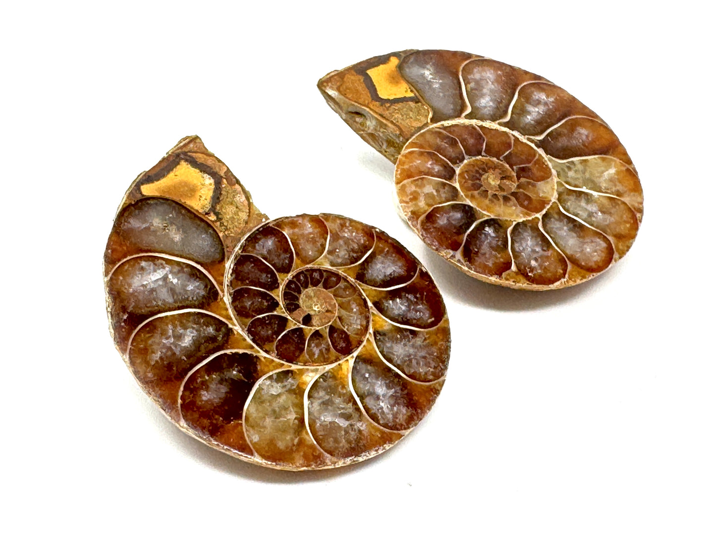Ammonite Pair 3.5cm