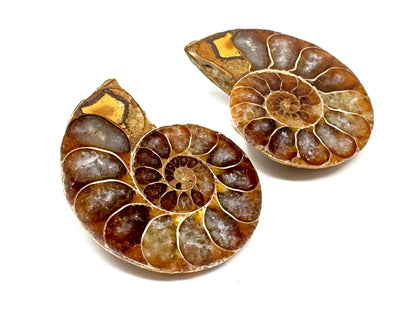 Ammonite Pair 3.5cm