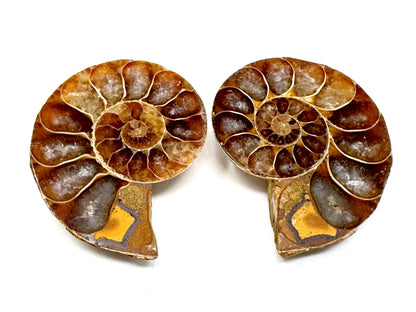 Ammonite Pair 3.5cm