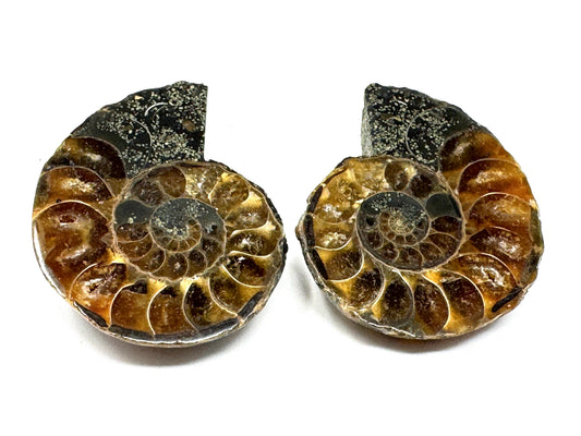 Ammonite Pair 3.8cm