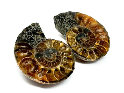 Ammonite Pair 3.8cm