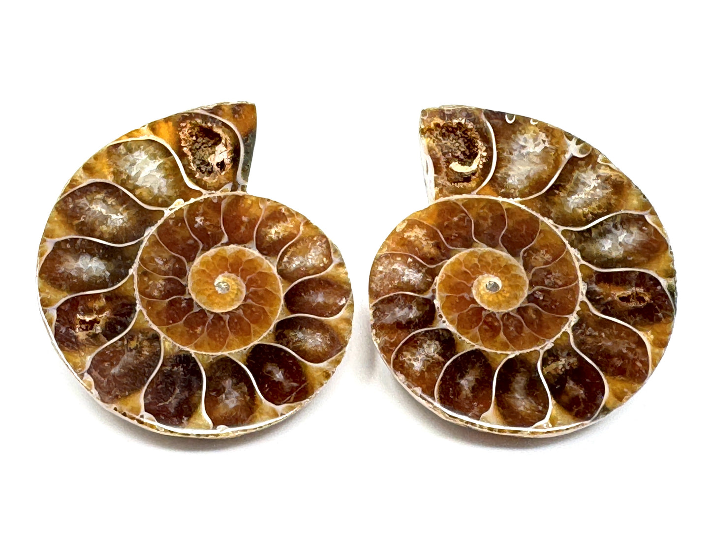 Ammonite Pair 4cm