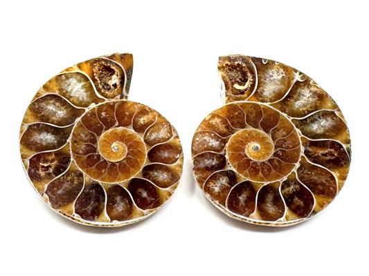 Ammonite Pair 4cm