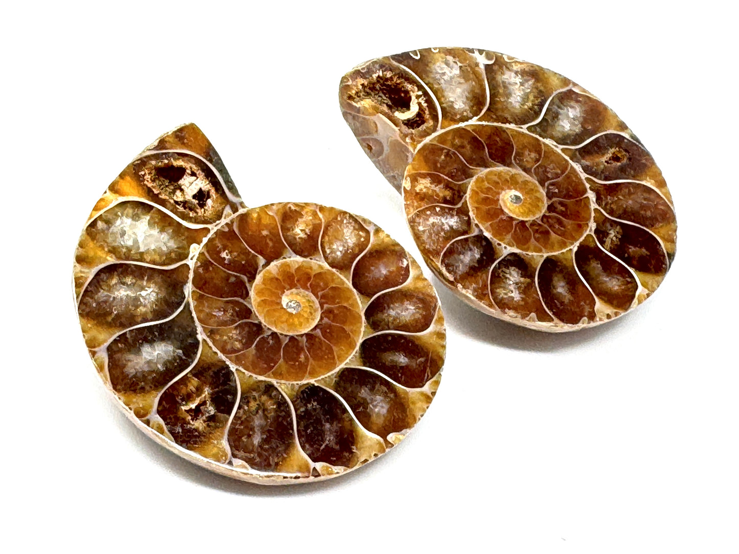 Ammonite Pair 4cm