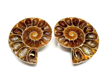 Ammonite Pair 4cm