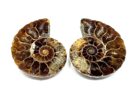 Ammonite Pair 3.9cm