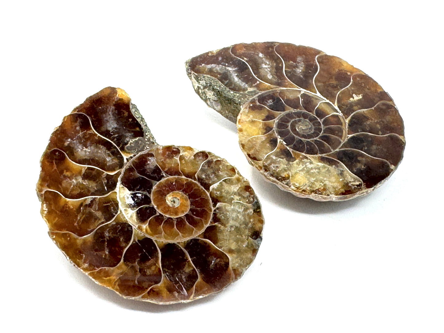 Ammonite Pair 3.9cm