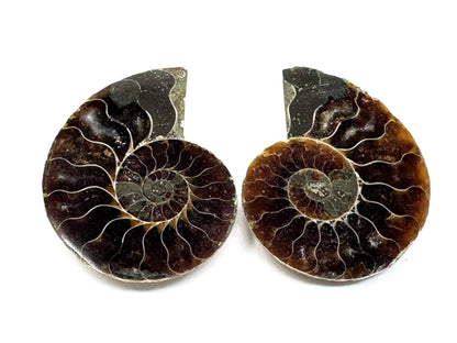 Ammonite Pair 4.4cm
