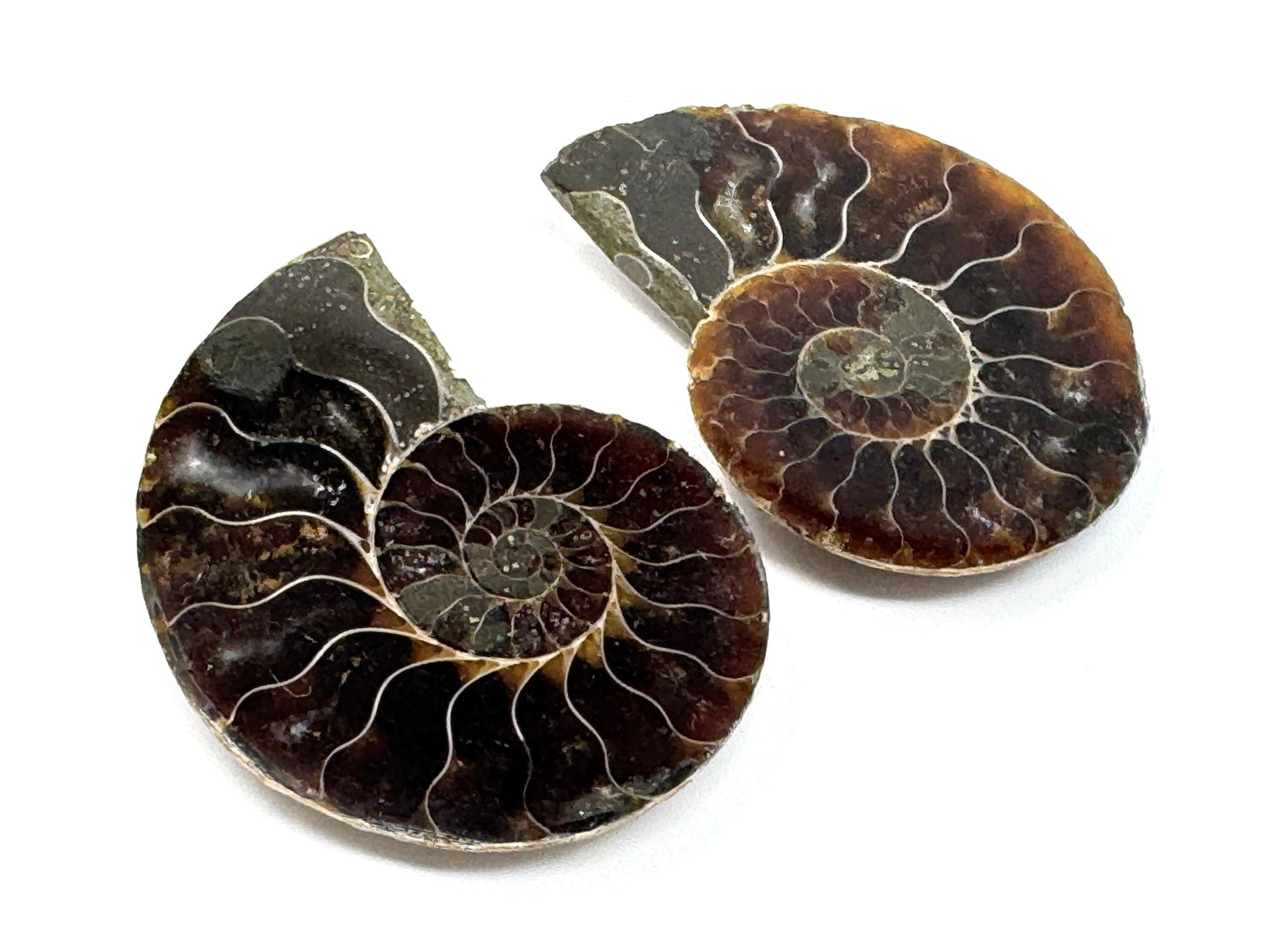 Ammonite Pair 4.4cm