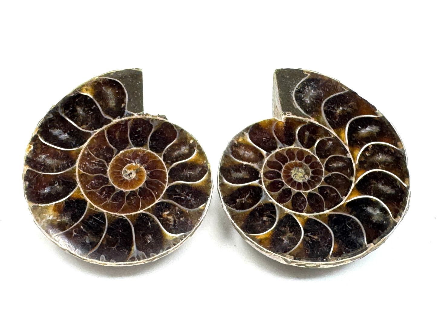 Ammonite Pair 3.5cm