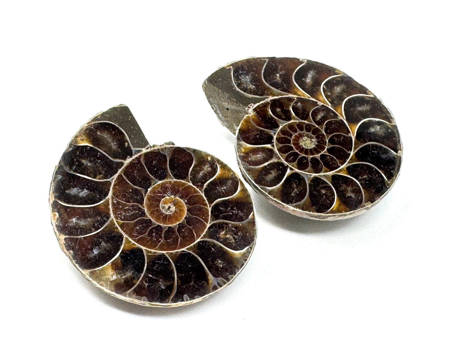 Ammonite Pair 3.5cm