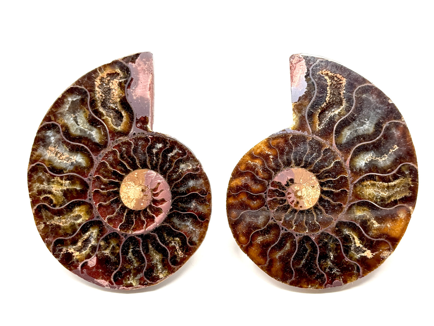 Ammonite Pair 6.8cm