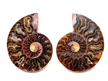 Ammonite Pair 6.8cm