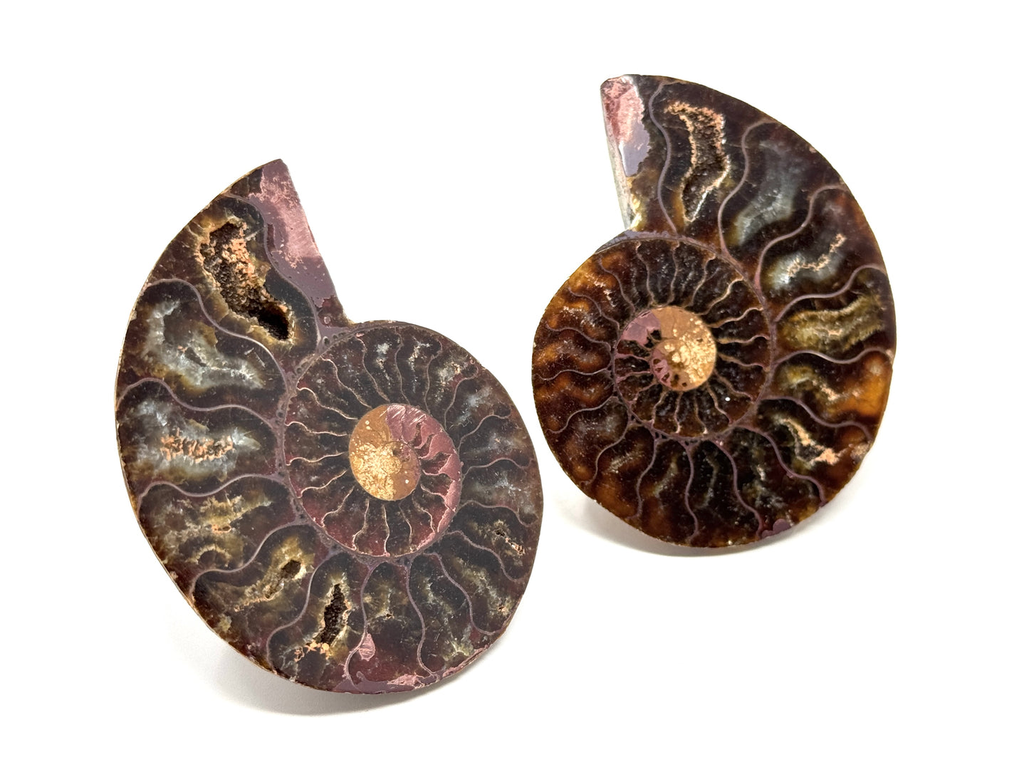 Ammonite Pair 6.8cm