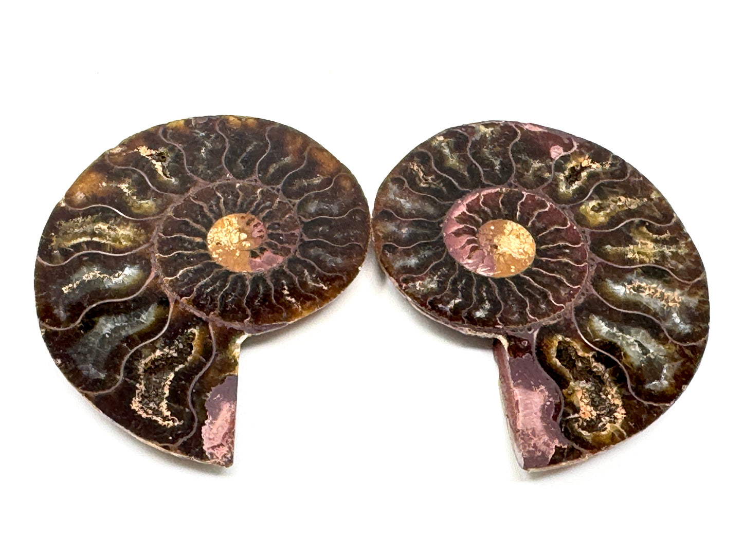 Ammonite Pair 6.8cm