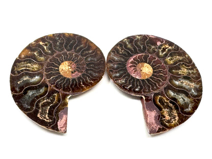 Ammonite Pair 6.8cm
