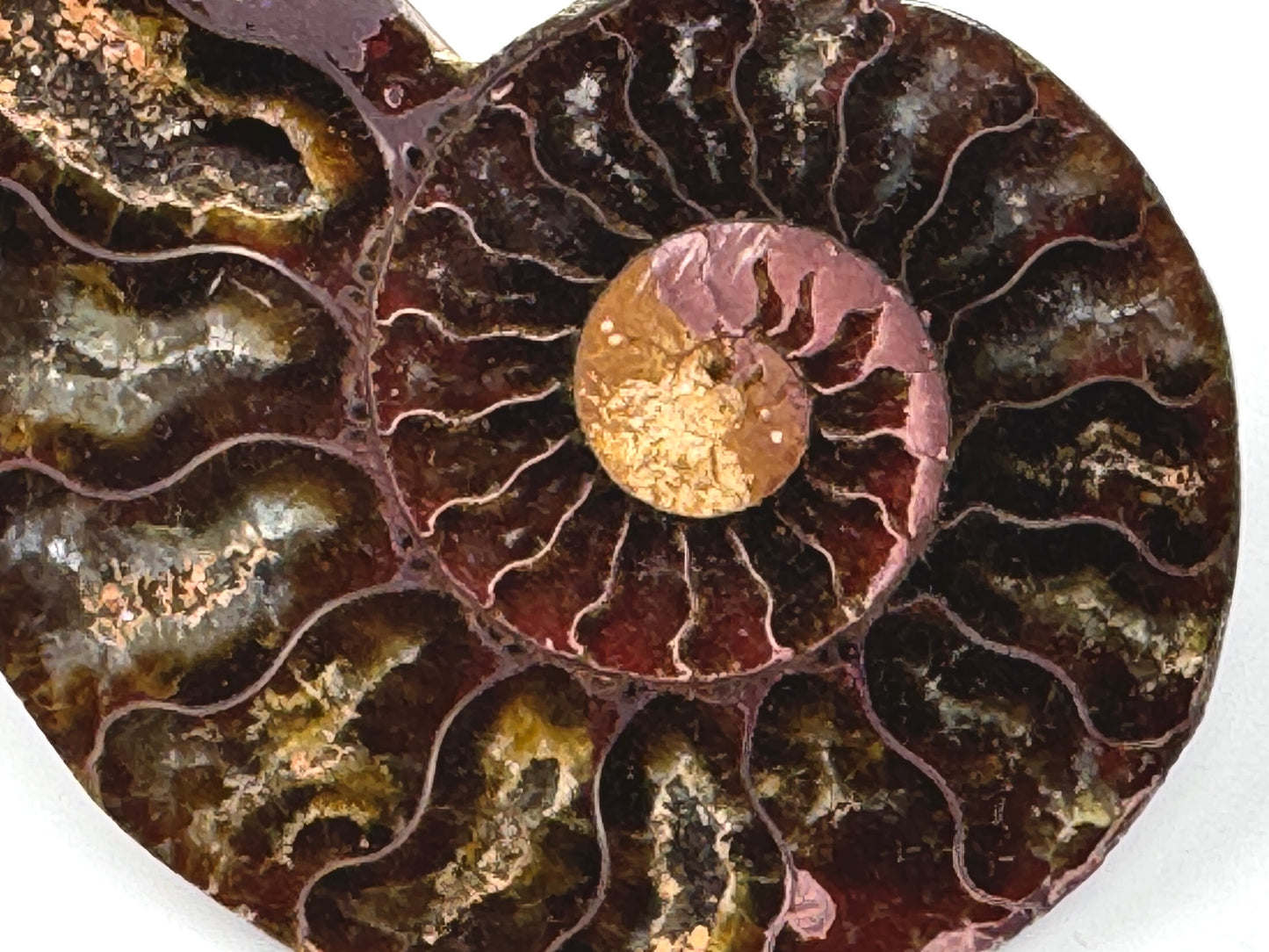 Ammonite Pair 6.8cm