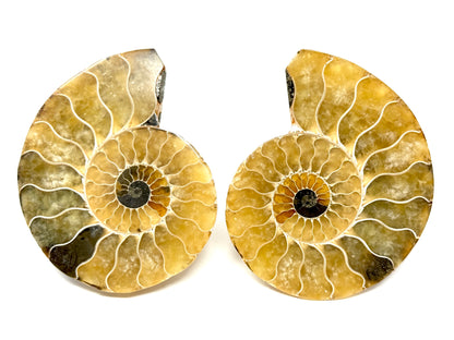 Ammonite Pair 7.9cm