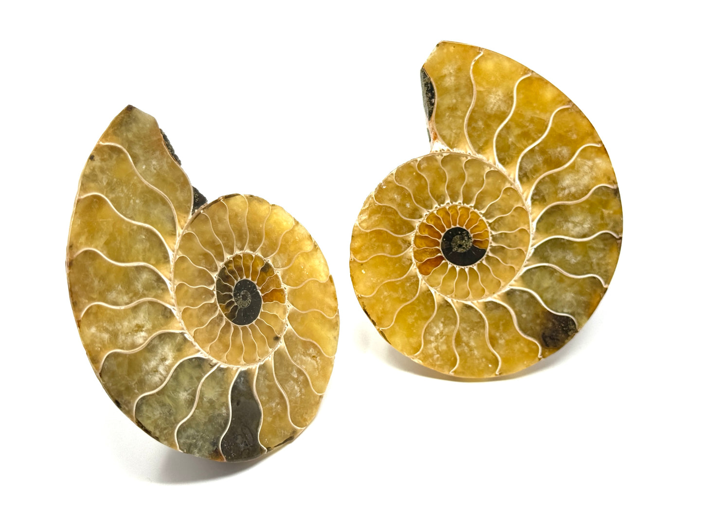Ammonite Pair 7.9cm