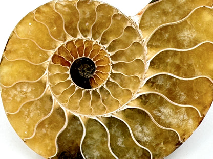 Ammonite Pair 7.9cm