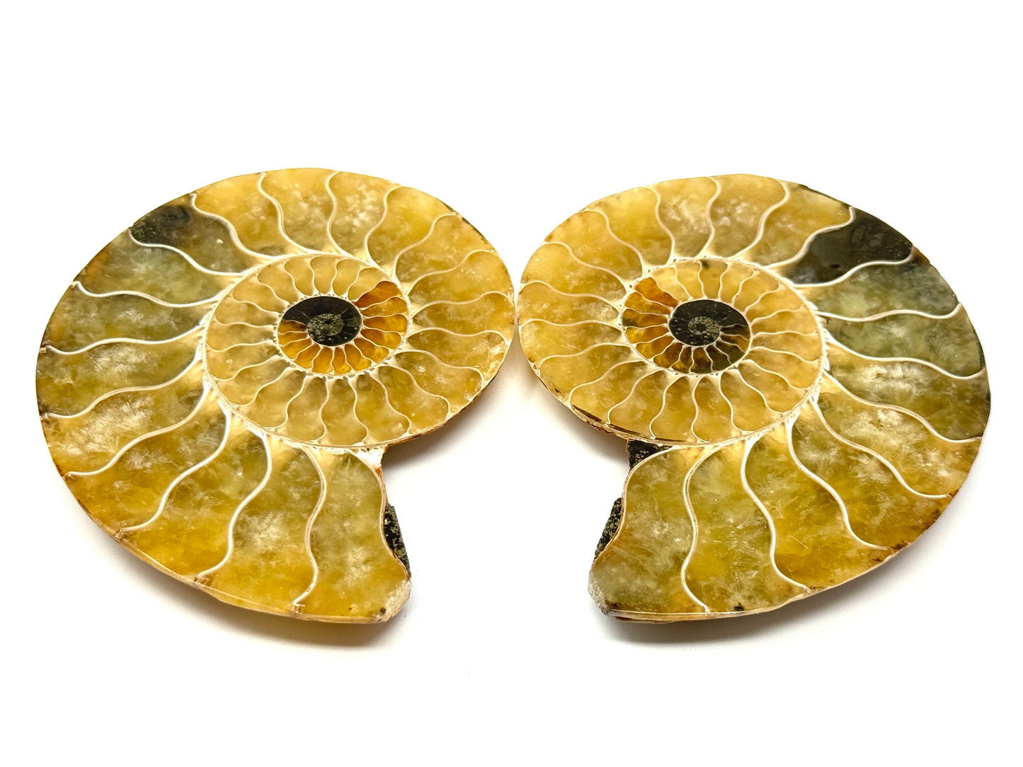 Ammonite Pair 7.9cm
