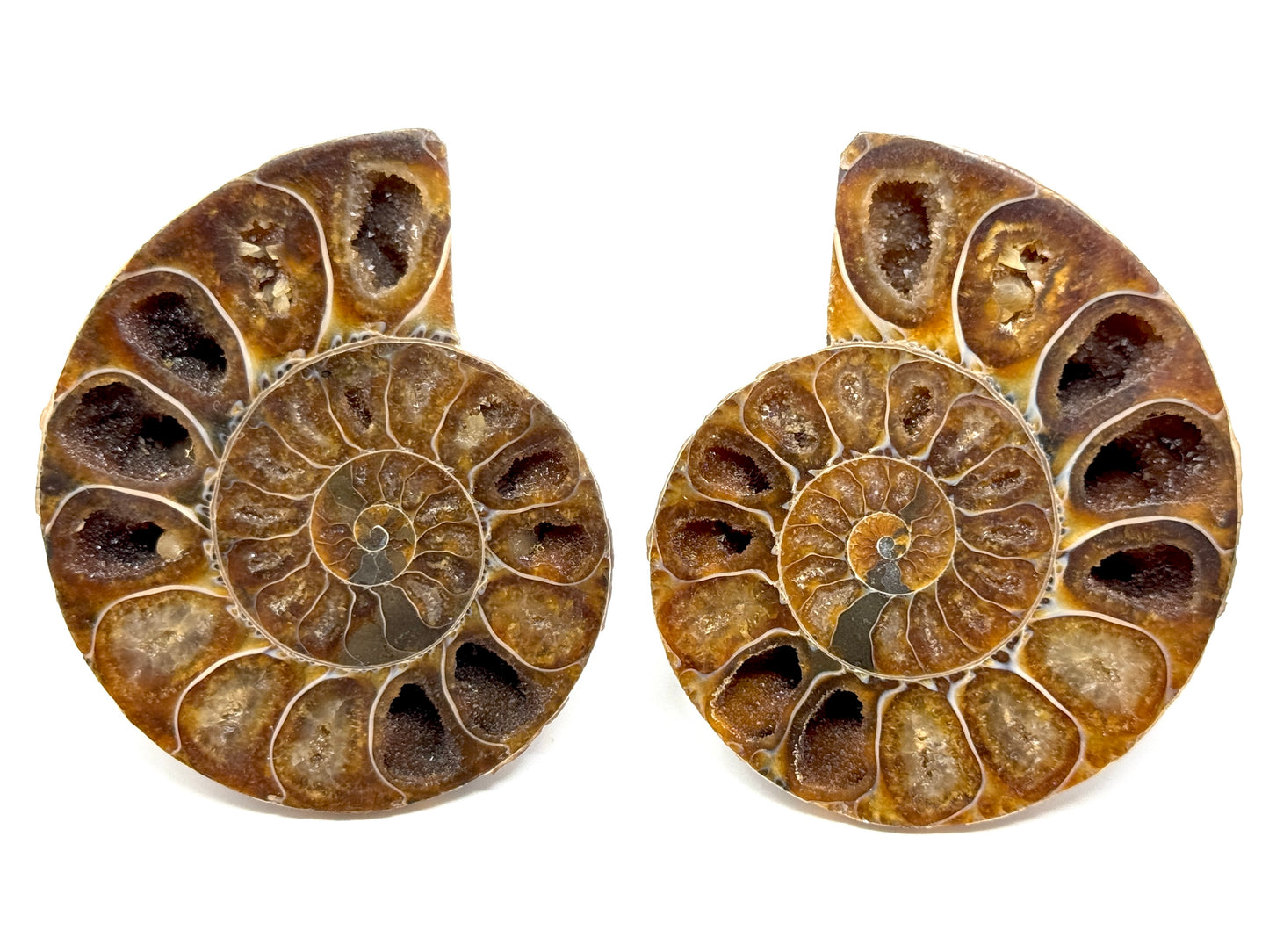 Ammonite Pair 7.5cm