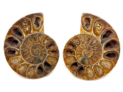 Ammonite Pair 7.5cm