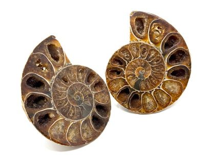 Ammonite Pair 7.5cm