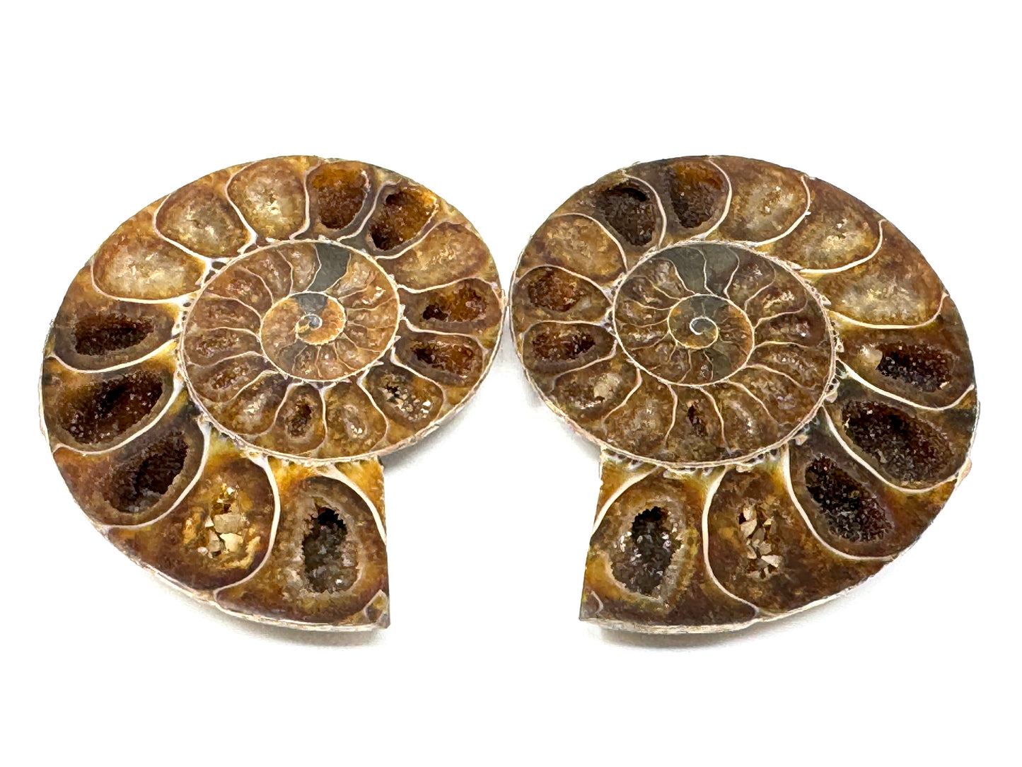 Ammonite Pair 7.5cm