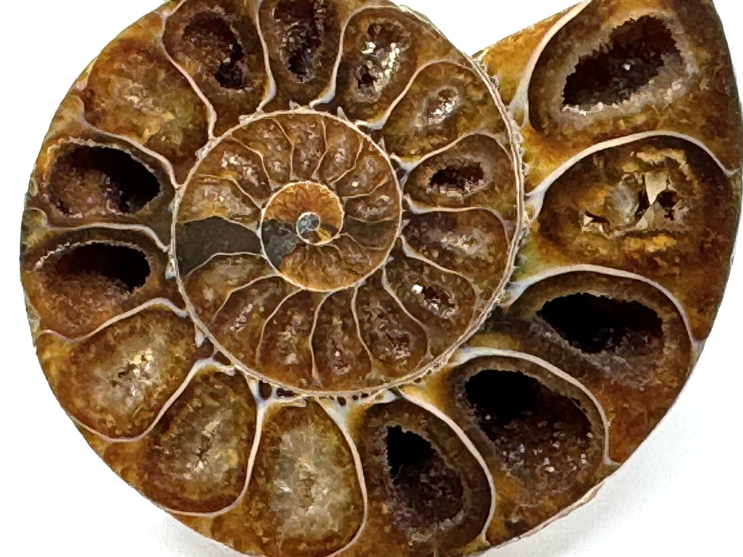Ammonite Pair 7.5cm