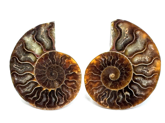 Ammonite Pair 7.2cm