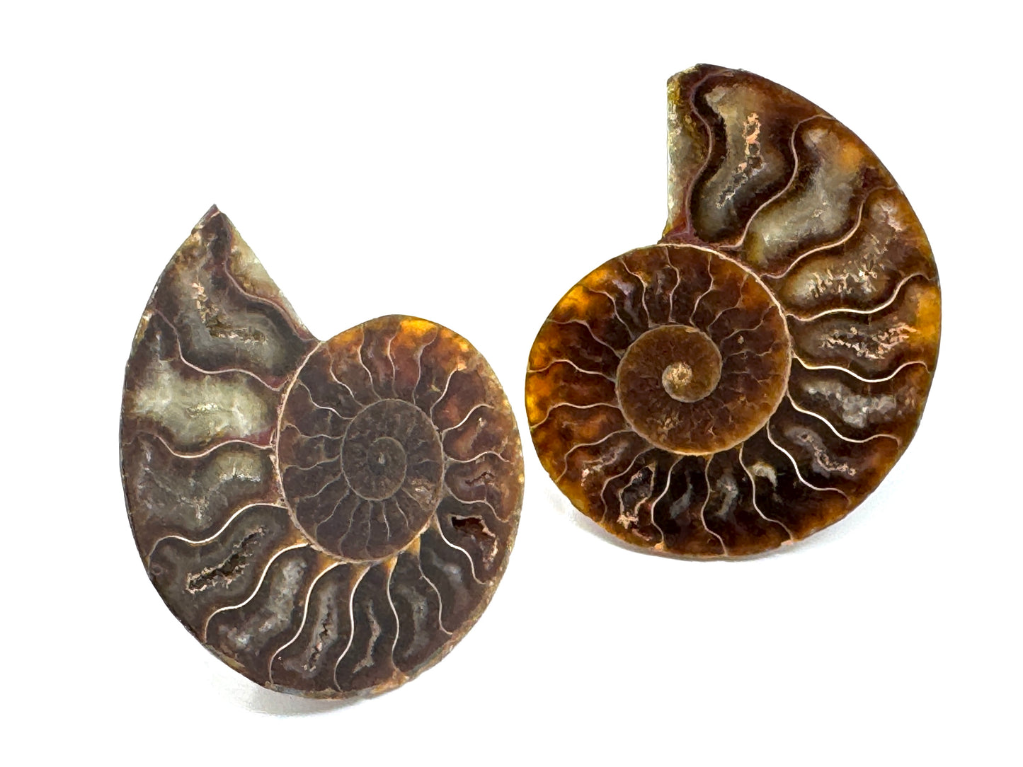 Ammonite Pair 7.2cm