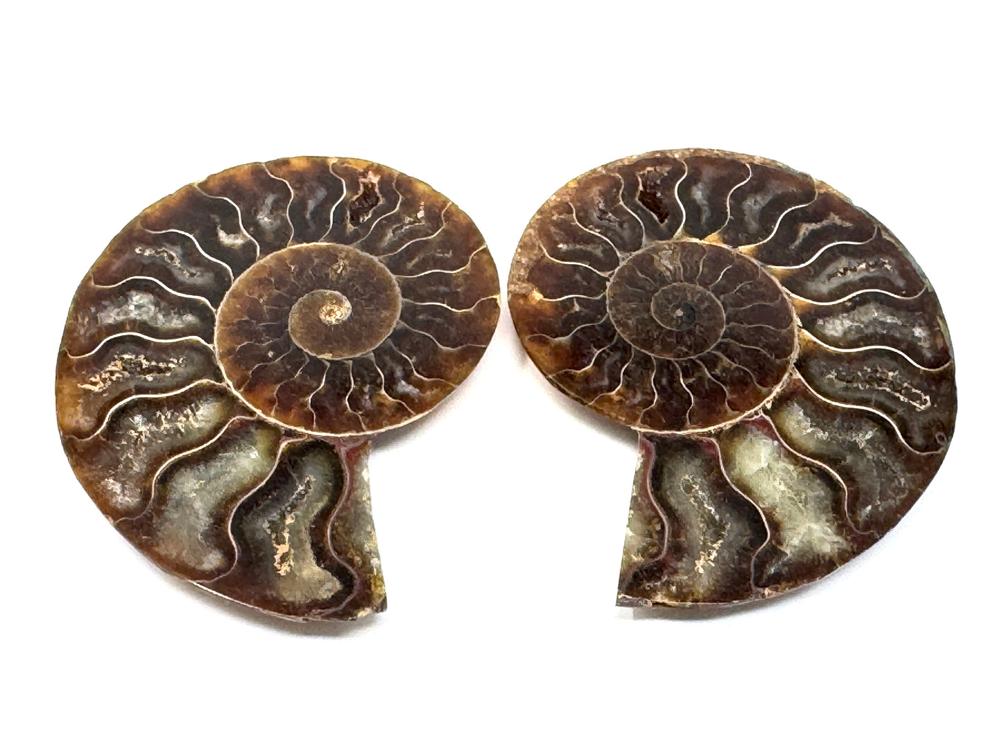 Ammonite Pair 7.2cm