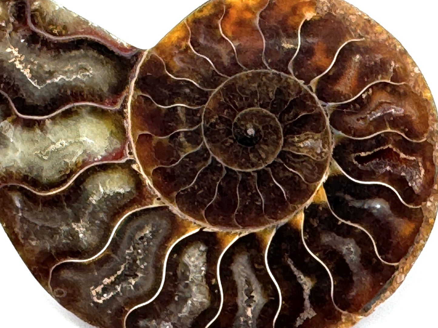 Ammonite Pair 7.2cm