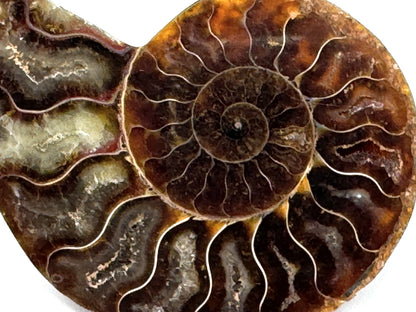 Ammonite Pair 7.2cm