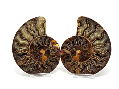 Ammonite Pair 11.5cm