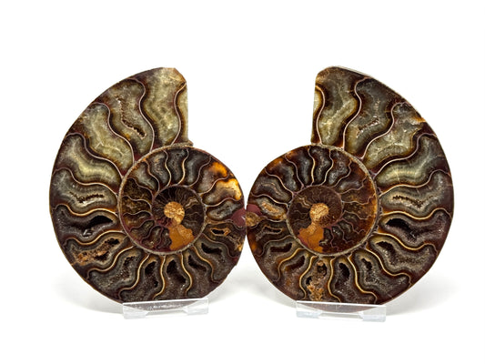 Ammonite Pair 11.5cm