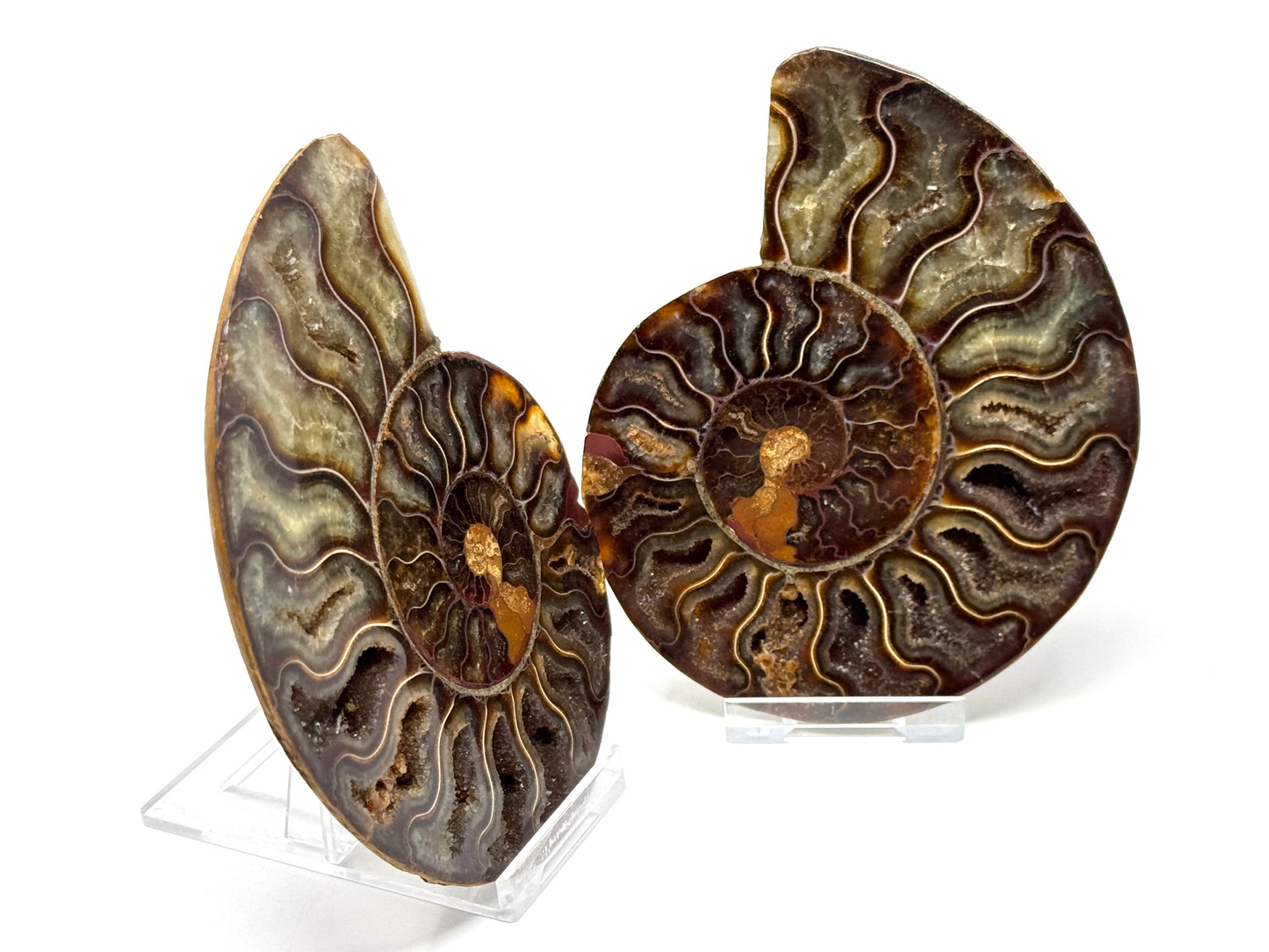 Ammonite Pair 11.5cm
